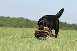 LABRADOR 479